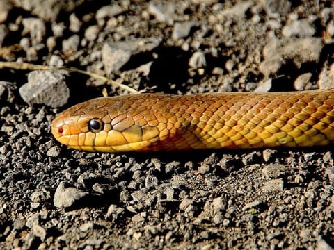 Shehal Sherin, a fifth standard student, died after being bitten by a snake inside her classroom on Wednesday. [Image for illustrative purposes]
