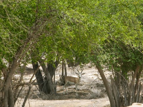 An Arabian oryx takes a breather in the shade of Ghaf trees in Abu Dhabi.