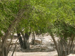 Abu Dhabi now home to 5 million trees, or 2.7 trees per person