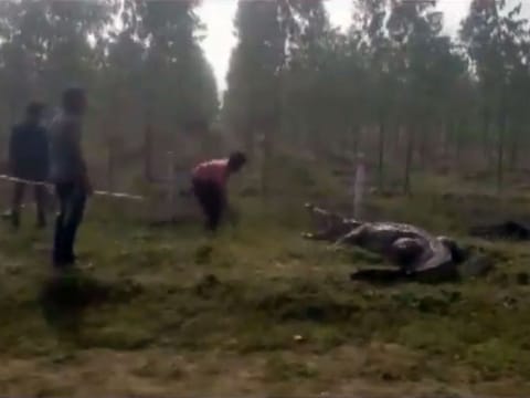 The video shows a few men trying to capture and rescue a giant crocodile.