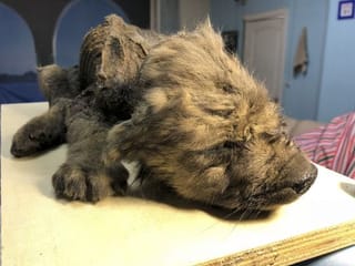 18,000-year-old puppy found in permafrost in Russia
