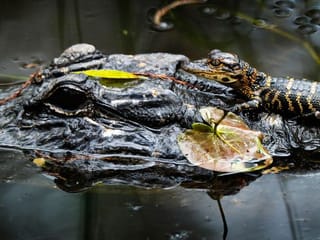 To save Everglades, guardians fight time - and climate