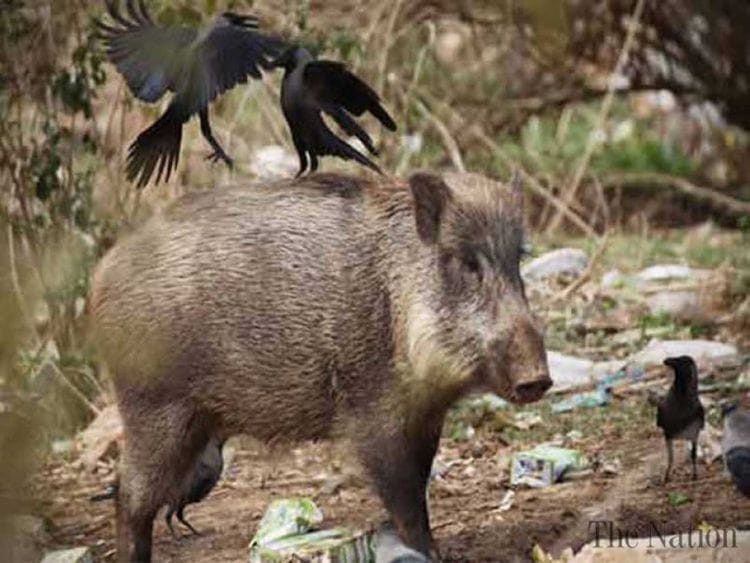 Wild Boars
