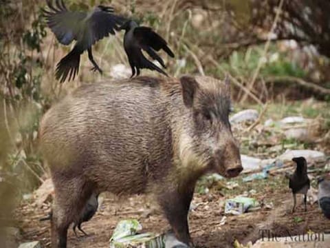 Wild boars and stray dogs have become menace for residents in Islamabad.