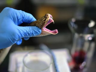Brazil milks deadly snakes for their life-saving venom