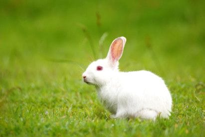 OPN Rabbit-1576666915193