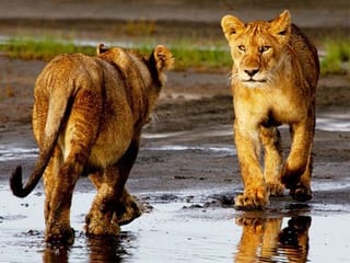 Amazing pictures: A walk on the wild side in Africa