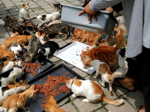 Photos: Indonesian housewife tackles homelessness for 250 feral cats