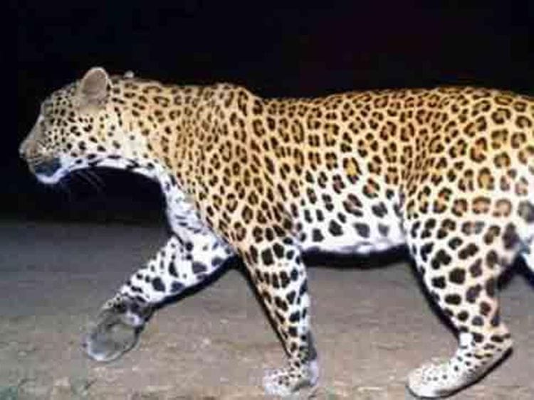 Leopard