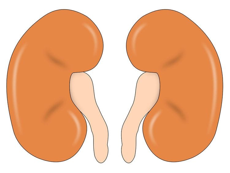 Novel discovery in gene therapy to treat kidney diseases
