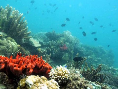 Chemical sunscreens can stress corals, cause them to lose their vibrant colors and leave them more susceptible to disease and death, according to Downs' research