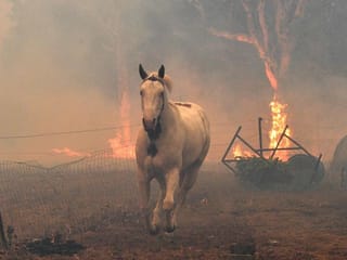 Almost half a billion animals killed in Australia wildfires