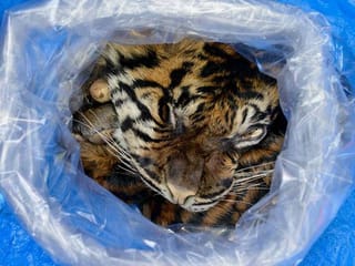 Indonesian arrested selling Sumatran tiger skin