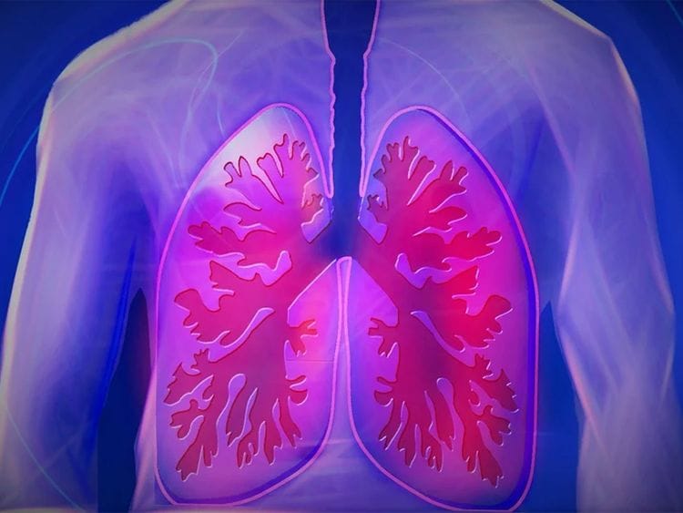 lungs