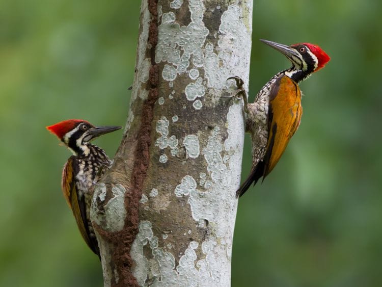 opn 200109 Woodpecker-1578569855384