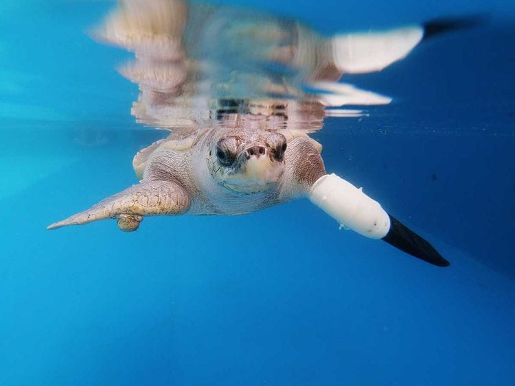 2020-01-13T075434Z_284625464_RC2VEE90K8HH_RTRMADP_3_THAILAND-ENVIRONMENT-TURTLES-(Read-Only)