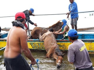 Volunteers provide food, aid to abandoned animals near Taal Volcano