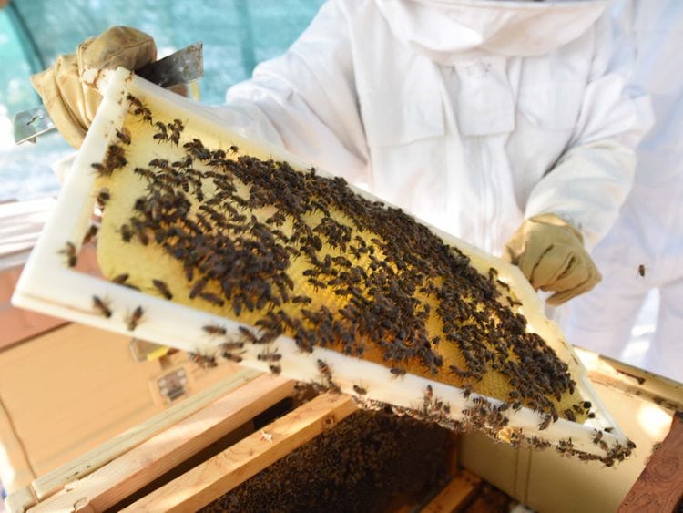 NAT 200114 BEE HIVE-1579079940864