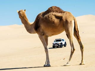 Gulf News Fun Drive: Watch the splendour of the desert