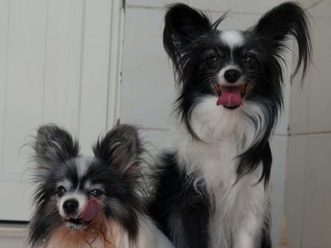 Hailey and Saphira