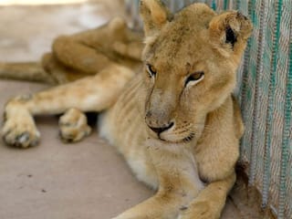 Online campaign launched to save malnourished lions at a Sudan park