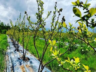 How to grow the best blueberries