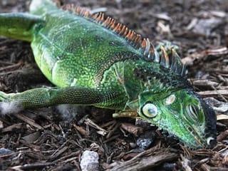 Cold-stunned iguanas falling from trees