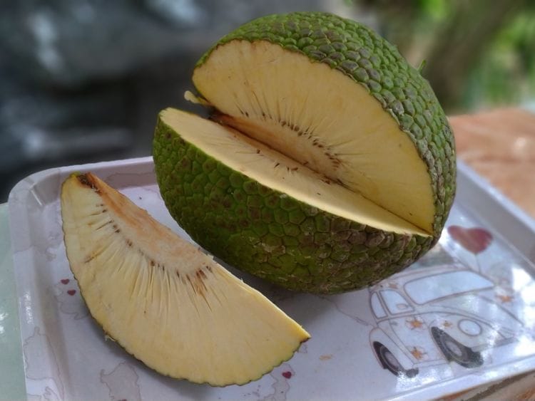 WLD breadfruit1-1579717821513