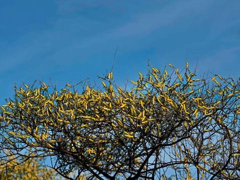 Locusts are taking over East Africa