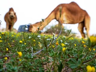After weeks of rain, desert turns green in the UAE