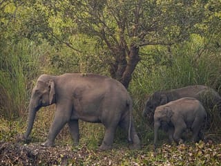 Photos: Wild elephants stray into villages for food in northeast India