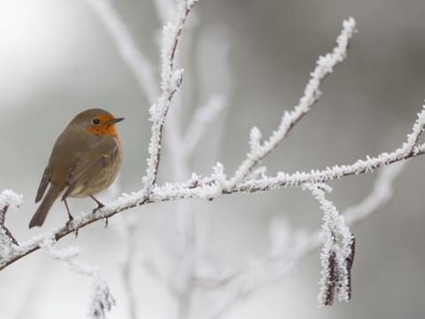 It's hard not to  fall in love with the winter season