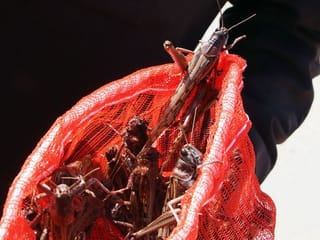 A Kuwaiti delicacy: Locusts boiled, baked or dried