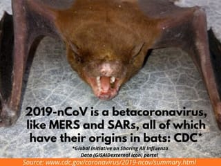 Coronavirus outbreak likely began with bats, an omen for next epidemic