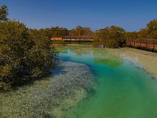 Photos: New mangrove park in Abu Dhabi to attracts thousands