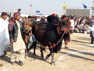 Photos: Two-day Sindh Livestock Expo 2020 in Hyderabad