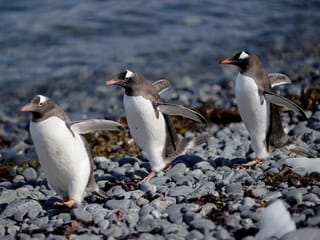 In pictures: On board the Antarctic expedition that reveals dramatic penguin decline