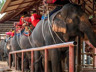Southeast Asia feels the burn as coronavirus keeps Chinese tourists at home