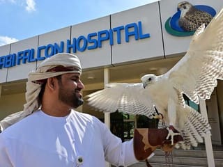 Photos: UAE falcon hospital a window into Emirati tradition