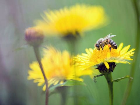 Where have the bees gone?