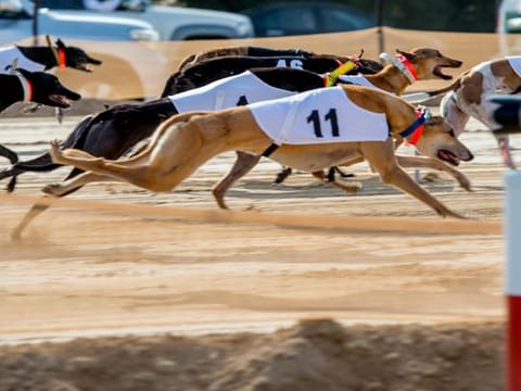 Salukis chase robotic gazelles in Dubai