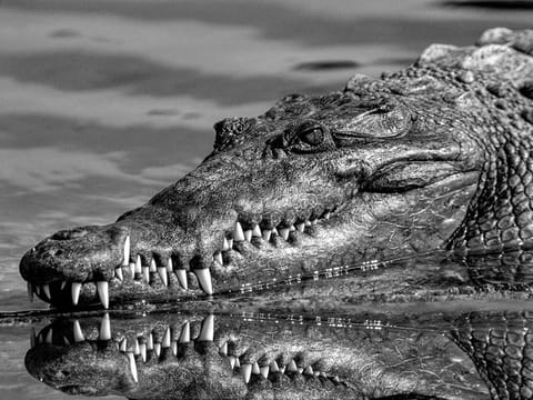  An alligator appeared to be guarding the woman, interrupting emergency rescue efforts, the sheriff’s office said. 