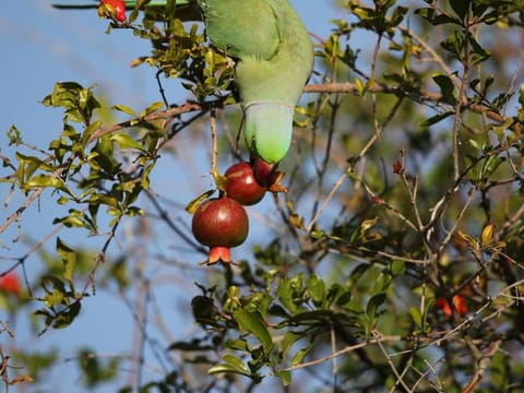 A Rose-ringed Parakeet is enjoying a meal out of Pomegranate  fruit in a hill garden (Hatta Hill Park) 