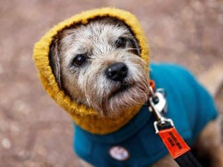 At world's biggest dog show, pet lovers defy coronavirus fears