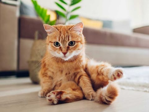 Staying home: Your cat can teach you about game design 