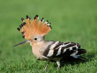 Look: Reader's photo story: A tale of Common Hoopoe, a colourful bird with a distinctive "crown" of feathers