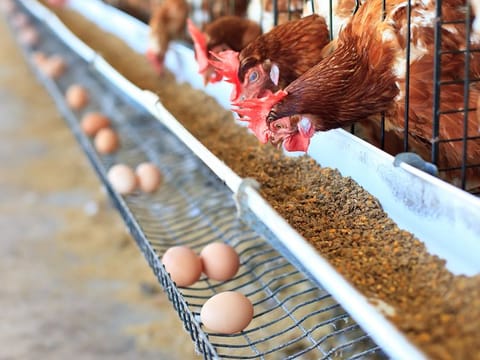 More and more consumers are looking for antibiotic- and hormone-free locally produced poultry 