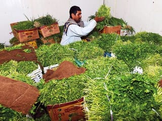 See how fruits and vegetables are harvested in UAE