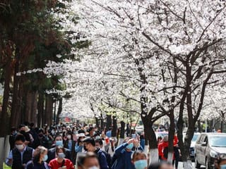 Cherry blossom viewing goes on despite coronavirus fears