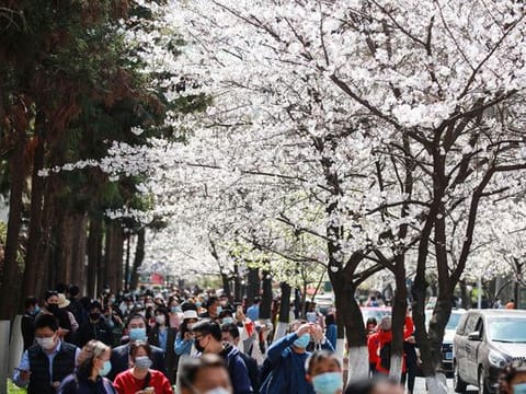 Cherry blossom viewing goes on despite coronavirus fears